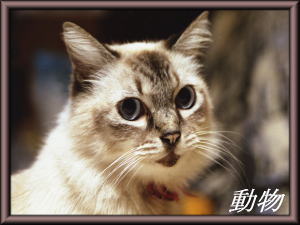 �����ǎ��M�������[