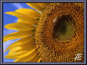 �ԕǎ��M�������[