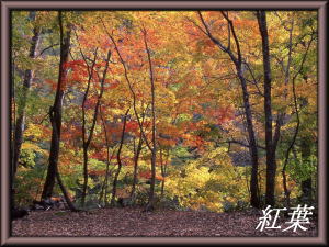 �g�t�ǎ��M�������[