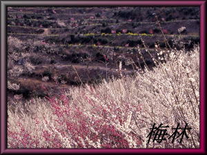 �~�ѕǎ��M�������[